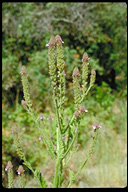 Verbena lasiostachys var. scabrida