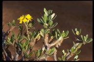 Pachypodium rosulatum ssp. gracilius