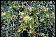 Mimulus aurantiacus