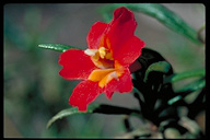 Mimulus aurantiacus