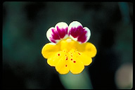 Mimulus bicolor