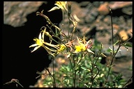 Aquilegia pubescens