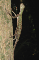 Draco melanopogon