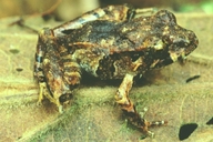 Eleutherodactylus sp.