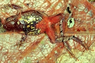 Physalaemus maculiventris
