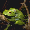 Greater Madagascan Green Treefrog