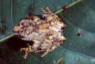 Lichen Cyptic Treefrog
