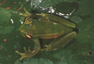 Andohahela Green Treefrog