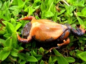 Red-bellied Oval Frog