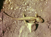 Central Asian Salamander