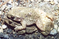 Midwife Toad
