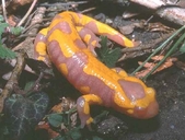 Fire Salamander (albinos)