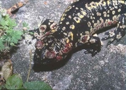 Fire Salamander From Portugal