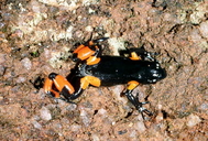 Mantella cowanii