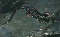 Salamandra de Antejos