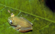 Red-spotted Treefrog