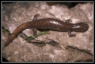 Hynobius okiensis