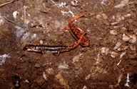 Salamandra de Licìa