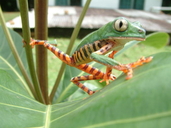 Phyllomedusa tomopterna