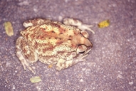 Duttaphrynus melanostictus