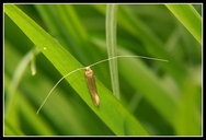Nematopogon swammerdamella