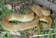 Lamprophis aurora