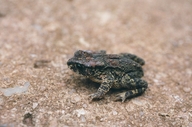 Nyika Dwarf Toad