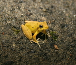 Ryukyu Kajika Frog