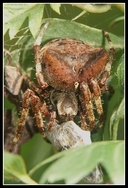 Araneus angulatus