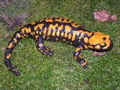 Salamandra corsica