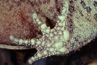 Proceratophrys boiei