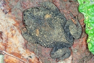 Proceratophrys sp.