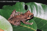 Boophis reticulatus