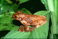 Shaman Fringe-limb Frog