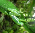 Mantidactylus argenteus