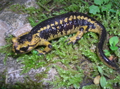 Salamandra salamandra bernardezi