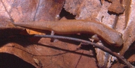 Bolitoglossa occidentalis