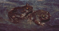 Common And Iberian Midwife Toad