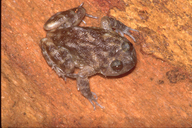 Nannophrys ceylonensis