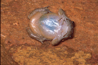 Nannophrys ceylonensis