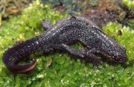 Crested Newt