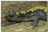 Northern Long-toed Salamander