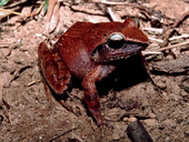 Rough-backed Forest Frog