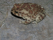 Sclerophrys mauritanica