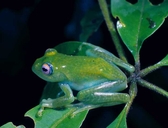 Andreone's Treefrog