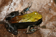 Mantella ebenaui