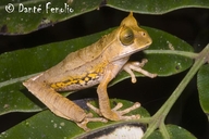 Gastrotheca cornuta