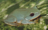 Owston's Green Tree Frog