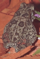 Sclerophrys gutturalis