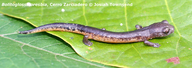 Salamandra de Zarciadero